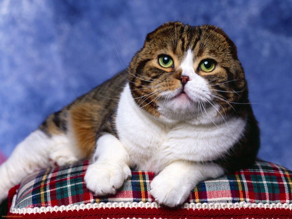 Scottish-Fold-1