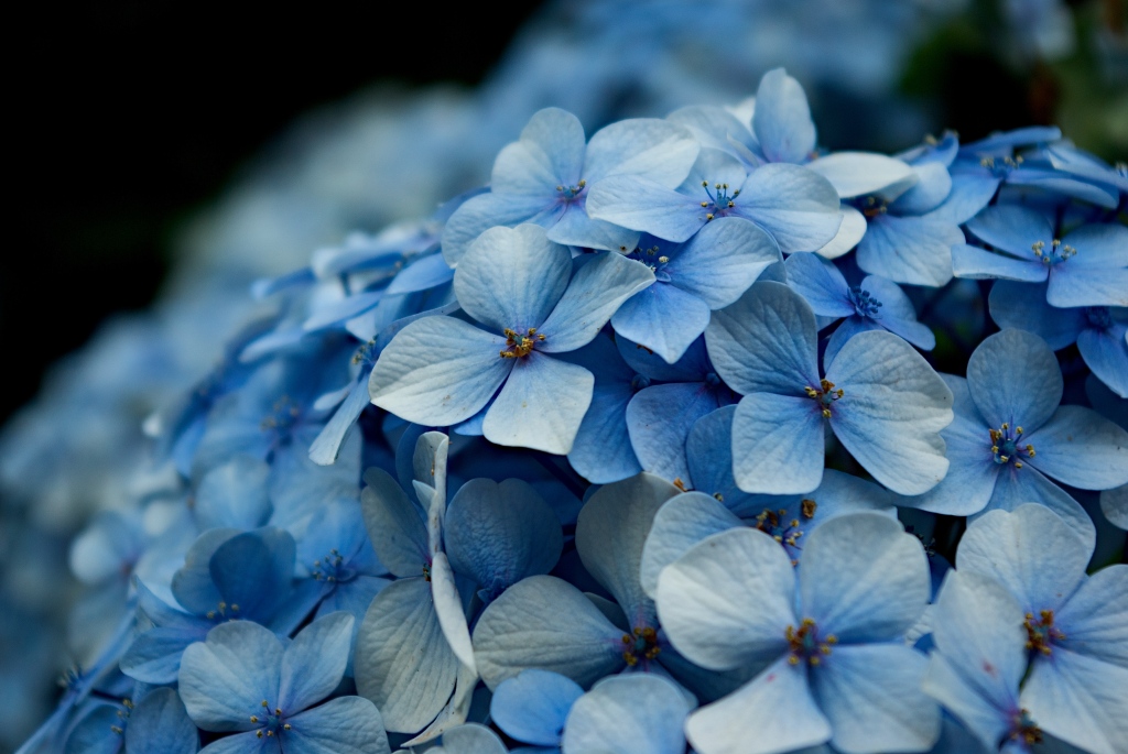 Hydrangea_macrophylla_petals