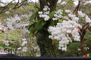 蘭の花！！