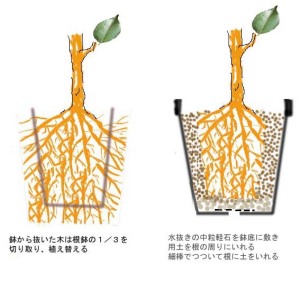 秋の植え替え!!